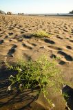 201108151934-AJS_7651.jpg